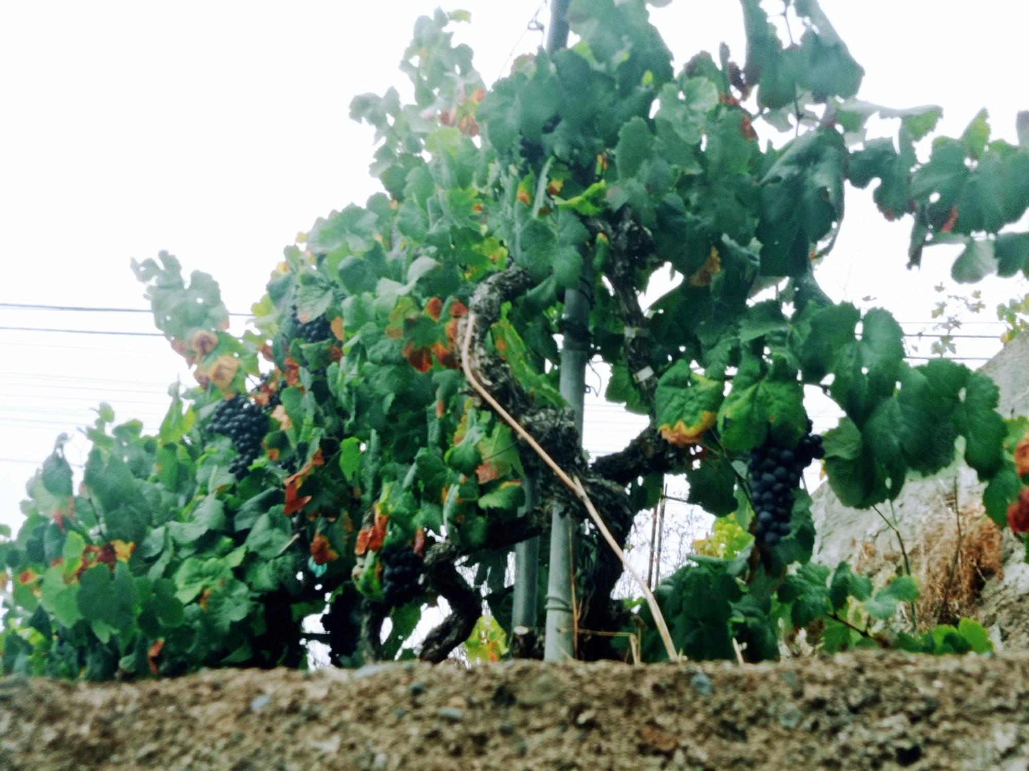 Live La Victoria Carril - Casa Acogedora Y Familiar Con Terraza Completa Βίλα La Victoria de Acentejo Εξωτερικό φωτογραφία