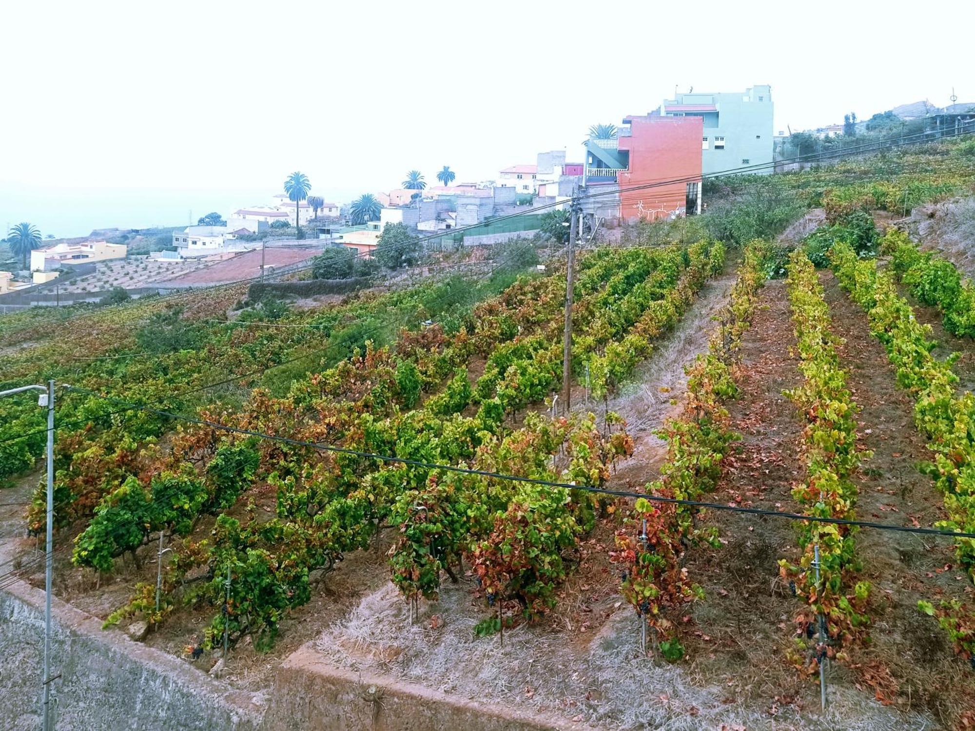 Live La Victoria Carril - Casa Acogedora Y Familiar Con Terraza Completa Βίλα La Victoria de Acentejo Εξωτερικό φωτογραφία